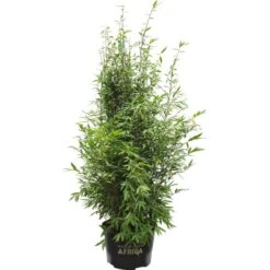 Säulenbambus "Maasai" Höhe 80 - 100 Cm Topf Ca. 15 L Fargesia