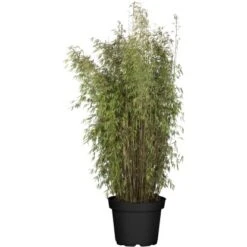 Roter Zebra-Bambus "Red Zebra" Topf-Ø Ca. 30 Cm Fargesia