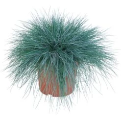GROW By OBI Blauschwingel "Intense Blue" Topf-Ø Ca. 23 Cm Festuca Glauca -Garten Quelle 129738 4883 1