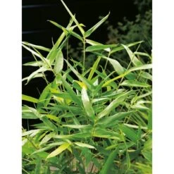 GROW By OBI Pfeil-Bambus Topf-Ø Ca. 26 Cm Arundinaria -Garten Quelle 2252 Pseudosasa japonica 3