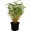 OBI Gartenbambus Höhe 30 - 60 Cm Topf Ca. 2 L Fargesia -Garten Quelle 319713 3358 1
