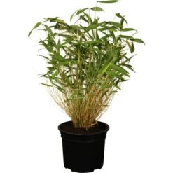 OBI Gartenbambus Höhe 30 - 60 Cm Topf Ca. 2 L Fargesia