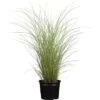 Chinaschilf Sortiment Topf Ca. 10 L Cm Miscanthus -Garten Quelle 344476 3358 1