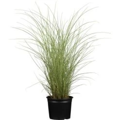 Chinaschilf Sortiment Topf Ca. 10 L Cm Miscanthus