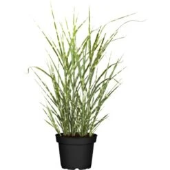 GROW By OBI Chinaschilf "Zebrinus" Topf-Ø Ca. 34 Cm Miscanthus Sinensis