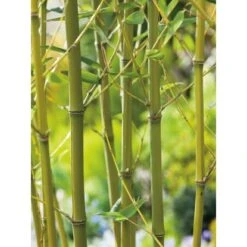 GROW By OBI Bisset-Bambus Topf-Ø Ca. 26 Cm Phyllostachys Bissetii -Garten Quelle 3 Phyllostachys bissetii 3