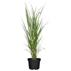 GROW By OBI Chinaschilf Topf Ø 23 Cm Miscanthus Sinensis Giganteus