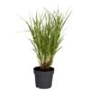 Chinaschilf Topf-Ø Ca. 28 Cm Miscanthus Sinensis Strictus -Garten Quelle 4017891678191 3358 S 01