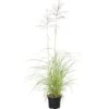 Chinaschilf Topf-Ø Ca. 28 Cm Miscanthus Sinensis Flamingo -Garten Quelle 4017891678221 3358 S 01