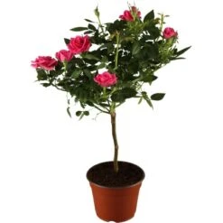 Rosen Stamm Höhe Ca. 60 - 80 Cm Topf-Ø Ca. 2 L Rosa Hybride