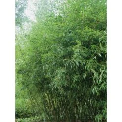 GROW By OBI Bisset-Bambus Topf-Ø Ca. 26 Cm Phyllostachys Bissetii -Garten Quelle 4 Phyllostachys bissetii 2