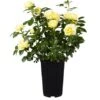 Edelrose Gelb Lizenz Höhe Ca. 20 - 30 Cm Topf Ca. 3 L Rosa Hybride 2 Edelrose Gelb Lizenz Höhe Ca. 20 - 30 Cm Topf Ca. 3 L Rosa Hybride -Garten Quelle 575771 3358 1
