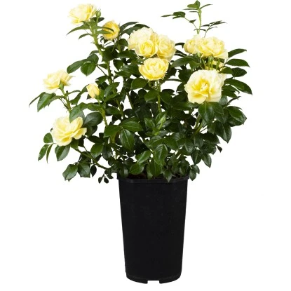 Edelrose Gelb Lizenz Höhe Ca. 20 - 30 Cm Topf Ca. 3 L Rosa Hybride 3 Edelrose Gelb Lizenz Höhe Ca. 20 - 30 Cm Topf Ca. 3 L Rosa Hybride