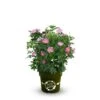 OBI Strauchrose "Rosy Boom ®" Wildlife Rosa Höhe Ca. 20 - 30 Cm Topf Ca. 6 L -Garten Quelle 5757745 3358 1