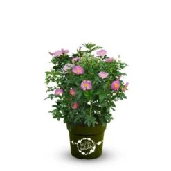 OBI Strauchrose "Rosy Boom ®" Wildlife Rosa Höhe Ca. 20 - 30 Cm Topf Ca. 6 L