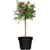 Rose Classic Stämmchen Höhe Ca. 60 - 80 Cm Topf Ca. 6 L Rosa Hybride -Garten Quelle 575775 3358 1