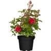 Rose Classic Höhe Ca. 20 - 30 Cm Topf Ca. 4,6 L Rosa Hybride -Garten Quelle 575778 3358 1