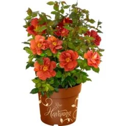 GROW By OBI Beetrose "Espresso" Orange Höhe Ca. 20 - 30 Cm Topf Ca. 4,6 L