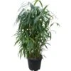 GROW By OBI Pfeil-Bambus Topf-Ø Ca. 26 Cm Arundinaria -Garten Quelle 621217 4104 1
