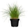 GROW By OBI Rasen-Schmiele Topf-Ø Ca. 19 Cm Deschampsia Cespitos -Garten Quelle 640625 3358 01