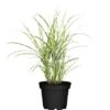 GROW By OBI Zebraschilf "Strictus Dwarf" Topf-Ø Ca. 19 Cm Miscanthus Sinensis -Garten Quelle 640765 3358 01