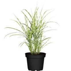 GROW By OBI Zebraschilf "Strictus Dwarf" Topf-Ø Ca. 19 Cm Miscanthus Sinensis
