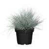 GROW By OBI Blauschwingel "Cool As Ice" Topf-Ø Ca. 19 Dekogras Festuca Glauca 1 GROW By OBI Blauschwingel "Cool As Ice" Topf-Ø Ca. 19 Dekogras Festuca Glauca -Garten Quelle 640784 3358 01