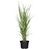 GROW By OBI Chinaschilf Topf-Ø Ca. 19 Dekogras Miscanthus Giganteus -Garten Quelle 643838 3358 01