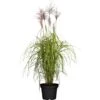 GROW By OBI Chinaschilf "Red Chief" Topf-Ø Ca.19 Cm Dekogras Miscanthus Sinensis -Garten Quelle 643901 3358 01
