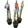 Kletterrose "Courtyard Gestäbt" Höhe Ca. 20 - 30 Cm Topf Ca. 4 L Rosa Hybride -Garten Quelle 674271 3358 1