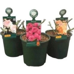 Beetrose Poulsen® Höhe Ca. 20 - 30 Cm Topf Ca. 3 L Rosa Hybride