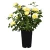 Duftrose "Premium" Gelb Höhe Ca. 20 - 30 Cm Topf Ca. 4 L Rosa Hybride -Garten Quelle 674316