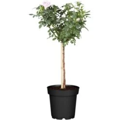 Halbstammrosen Höhe Ca. 50 Cm Topf Ca. 5 L Rosa Hybride