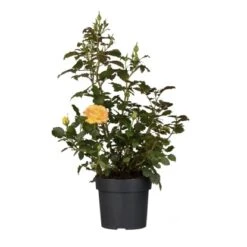 Gartenparadies gestalten: Die besten Pflanzen & Dünger für 2025 -Garten Quelle 674685