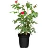 Edelrose Rot Höhe Ca. 20 - 30 Cm Topf Ca. 4,6 L Rosa Hybride -Garten Quelle 674693