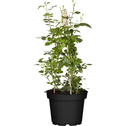 Kletterrose Gelb Höhe Ca. 20 - 30 Cm Topf Ca. 4,6 L Rosa Hybride 2 Kletterrose Gelb Höhe Ca. 20 - 30 Cm Topf Ca. 4,6 L Rosa Hybride