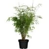 Gartenbambus "Wonderwall" Höhe Ca. 40 - 60 Cm Topf-Ø Ca. 23 Cm Fargesia Murielae -Garten Quelle 730226 3358 01