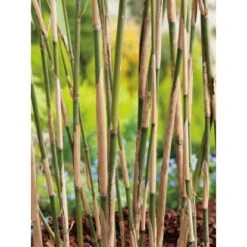 GROW By OBI Pfeil-Bambus Topf-Ø Ca. 26 Cm Arundinaria -Garten Quelle 7429 Pseudosasa japonica 4