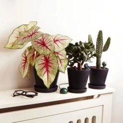 Fyta Wi-Fi Hub Für Fyta Beam 6 In 1 Pflanzensensor -Garten Quelle 764460580204 11022600 03