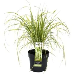 Reitgras Topf-Ø Ca. 19 Cm Calamagrostis