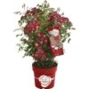 GROW By OBI Rose "Rosy Boom Colour Change" Pink-Weiß Ca. 30-40 Cm - 6 L -Garten Quelle 870352 3358 1