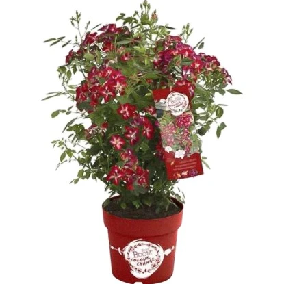 GROW By OBI Rose "Rosy Boom Colour Change" Pink-Weiß Ca. 30-40 Cm - 6 L 3 GROW By OBI Rose "Rosy Boom Colour Change" Pink-Weiß Ca. 30-40 Cm - 6 L