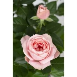 Fußstammrose Rosa Höhe Ca. 70 - 80 Cm Topf Ca. 2 L -Garten Quelle 8719194012981 4883 3