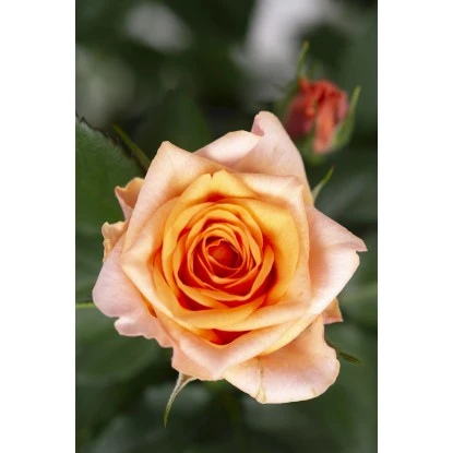 Fußstammrose Gelb/Orange Höhe Ca. 70 - 80 Cm Topf Ca. 2 L 4 Fußstammrose Gelb/Orange Höhe Ca. 70 - 80 Cm Topf Ca. 2 L – Bild 2