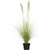 OBI Pampasgras "Comet" Topf-Ø Ca. 34 Cm Cortaderia Selloana -Garten Quelle 946273 3358 1