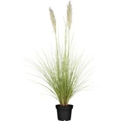 OBI Pampasgras "Comet" Topf-Ø Ca. 34 Cm Cortaderia Selloana
