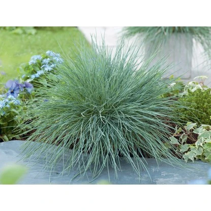 Garten Quelle -Garten Quelle auca Intens Blue Casblue 1