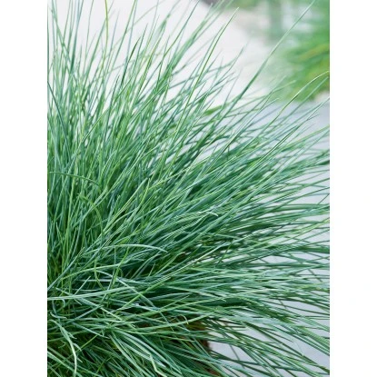 Garten Quelle -Garten Quelle auca Intens Blue Casblue 2