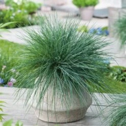 GROW By OBI Blauschwingel "Intense Blue" Topf-Ø Ca. 23 Cm Festuca Glauca -Garten Quelle auca Intens Blue Casblue 3