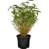 OBI Gartenbambus Höhe 30 - 40 Cm Topf Ca. 3 L Fargesia Murielae -Garten Quelle ca 3 l fargesia murielae 1